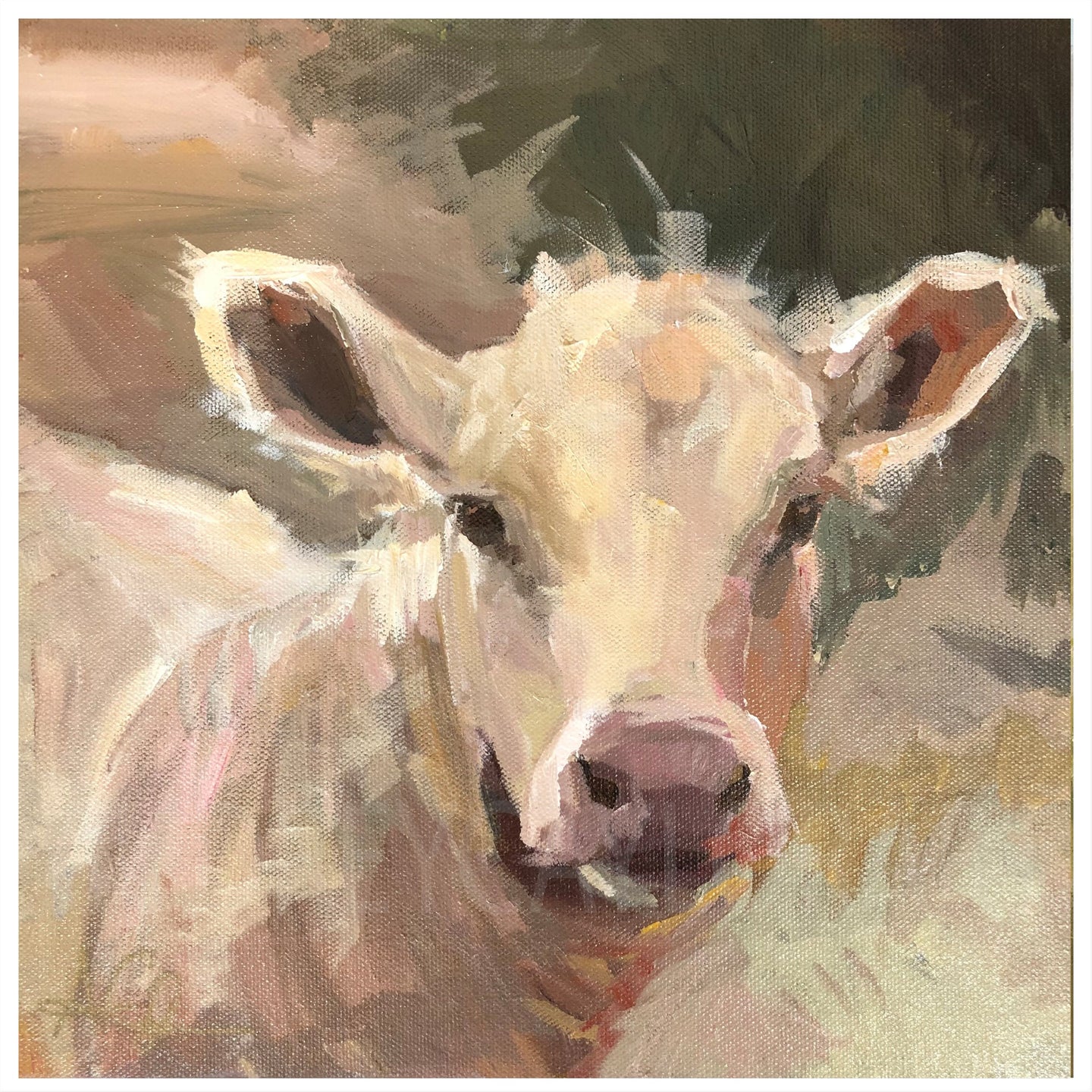 “Pasture Promise” Charolais Cow Giclee Fine Art Print 20X20